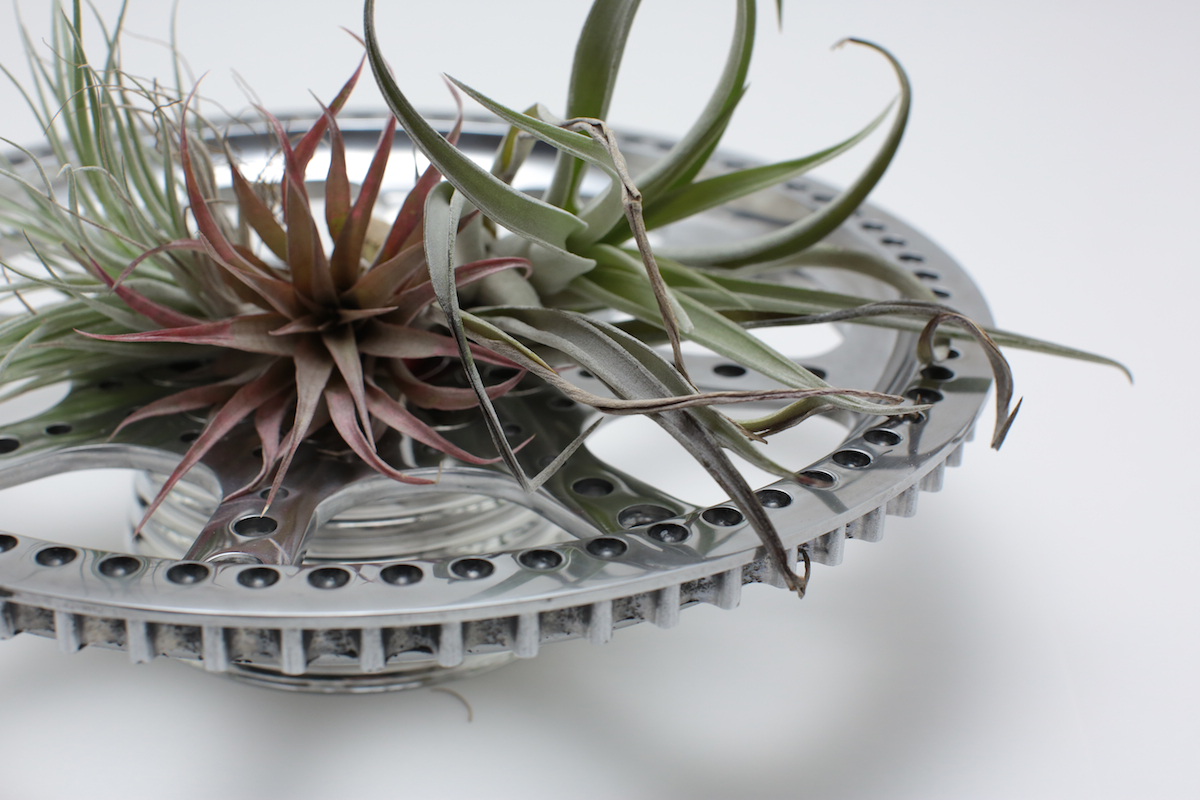 air-plants 2