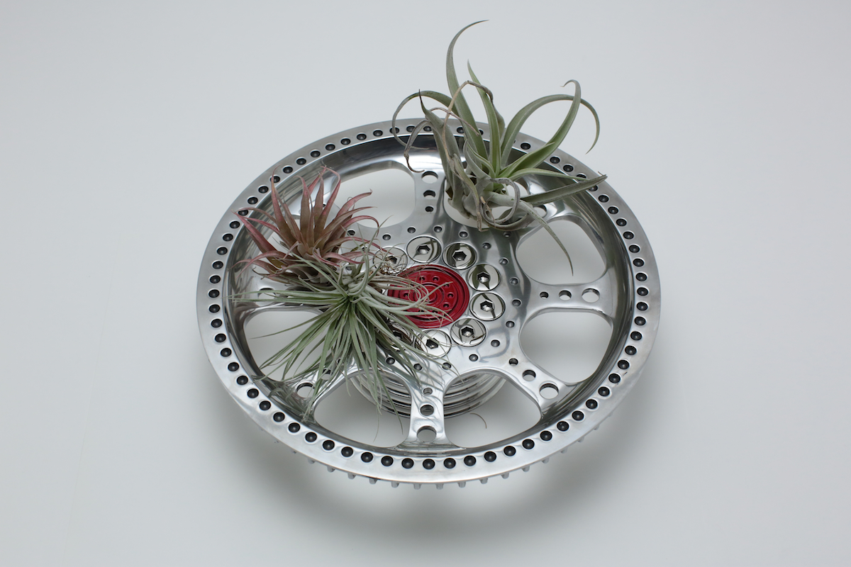 air-plants 3